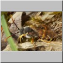 Nomada lathburiana - Wespenbiene m10.jpg